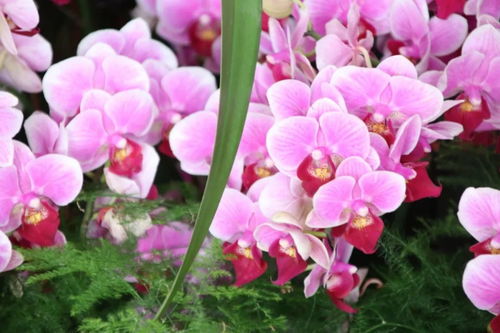 元旦祝福 自帶喜氣的綠植花卉，伴您走進(jìn)2019